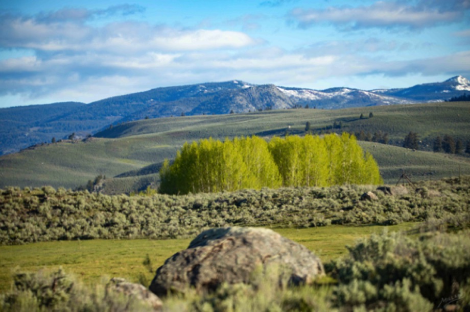 Yellowstone - Birch vista
44°54'35.148" N 
110°21'58.854" W